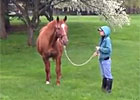 Lisa Danielle, Dam of Wise Dan