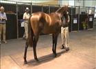 Cape Thoroughbred Sale - Pippa Mickleburgh