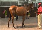 Cape Thoroughbred Sale - Mike Sharkey