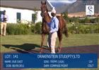 Cape Thoroughbred Sale - Ross Fuller