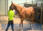 Cape Thoroughbred - Johan Loftus