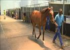 Cape Thoroughbred Sale - Hendrik Winterbach
