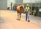 Cape Thoroughbred Sale - Grant Knowles