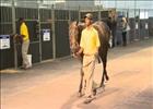 Cape Thoroughbred Sale - Andreas Jacobs