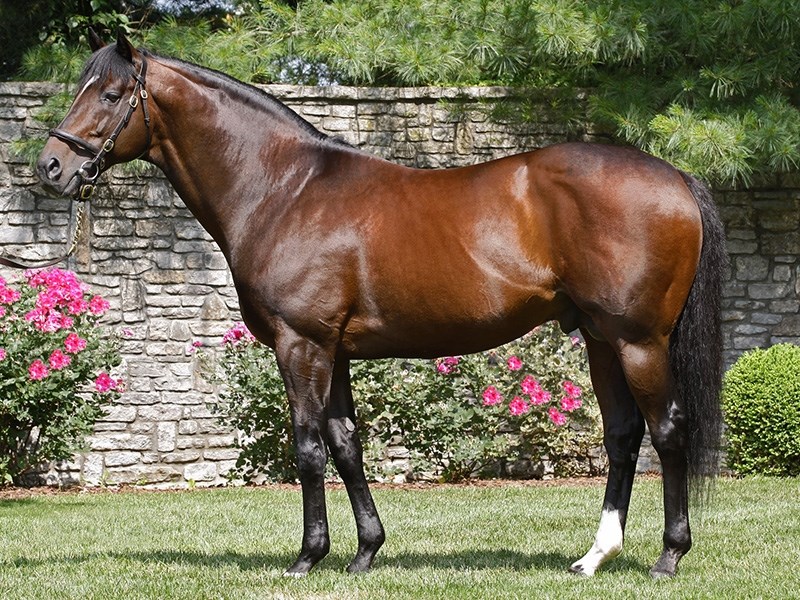 Fusaichi Pegasus Stallion Register Online