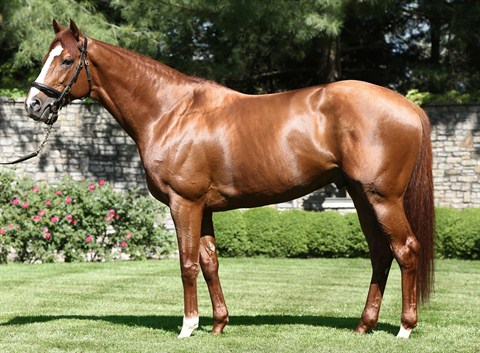 Cape Blanco (IRE) - Stallion Register Online